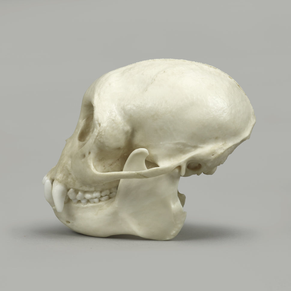 Bone Clones Lesser Primate Skulls