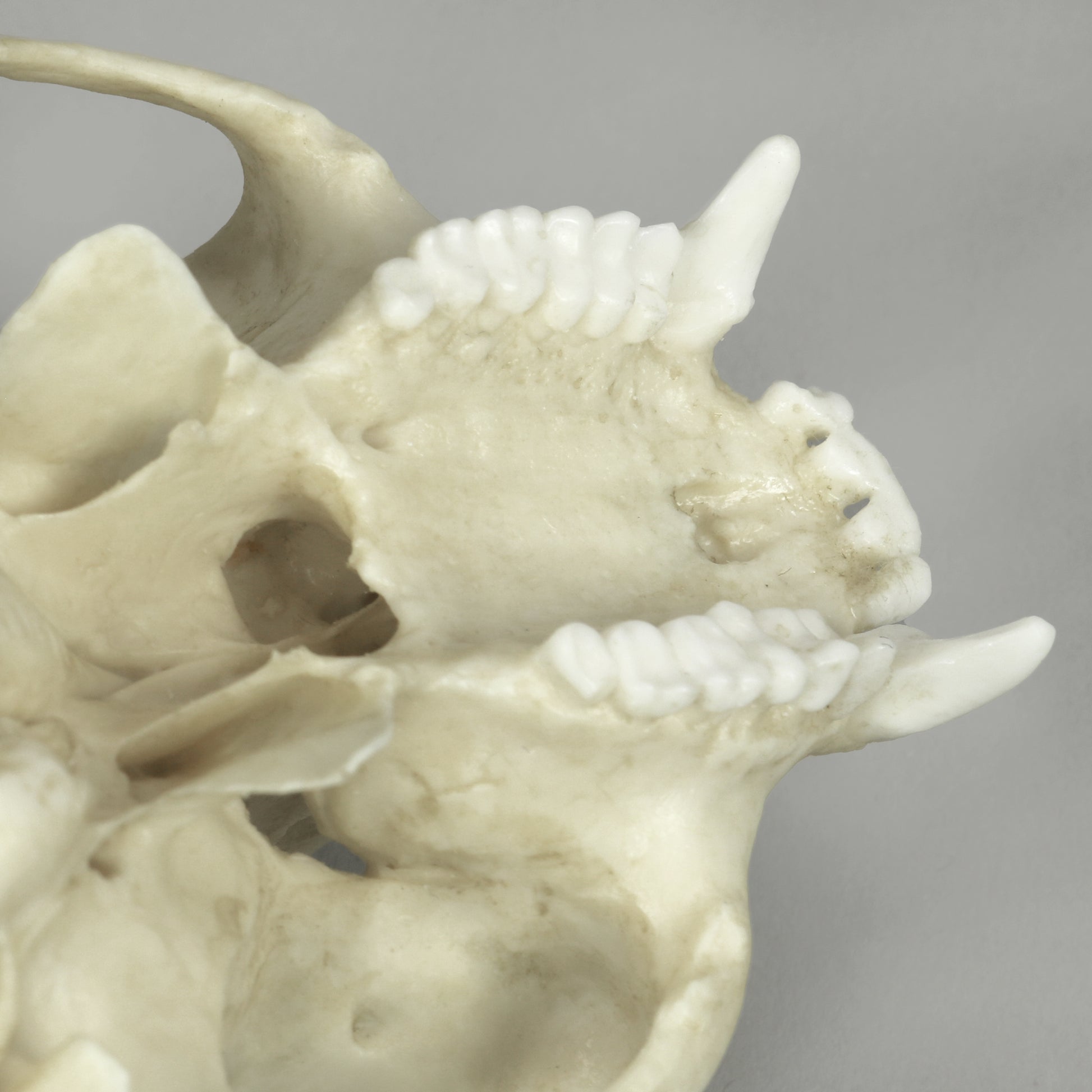 Bone Clones Lesser Primate Skulls