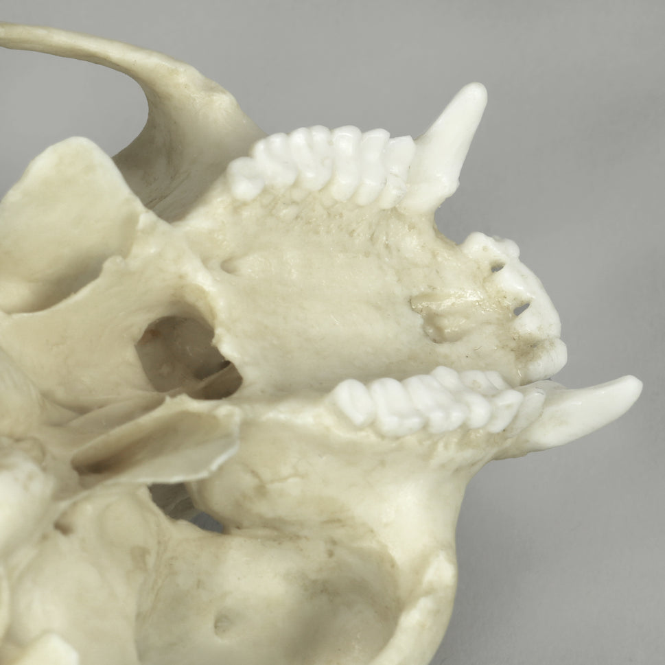 Bone Clones Lesser Primate Skulls