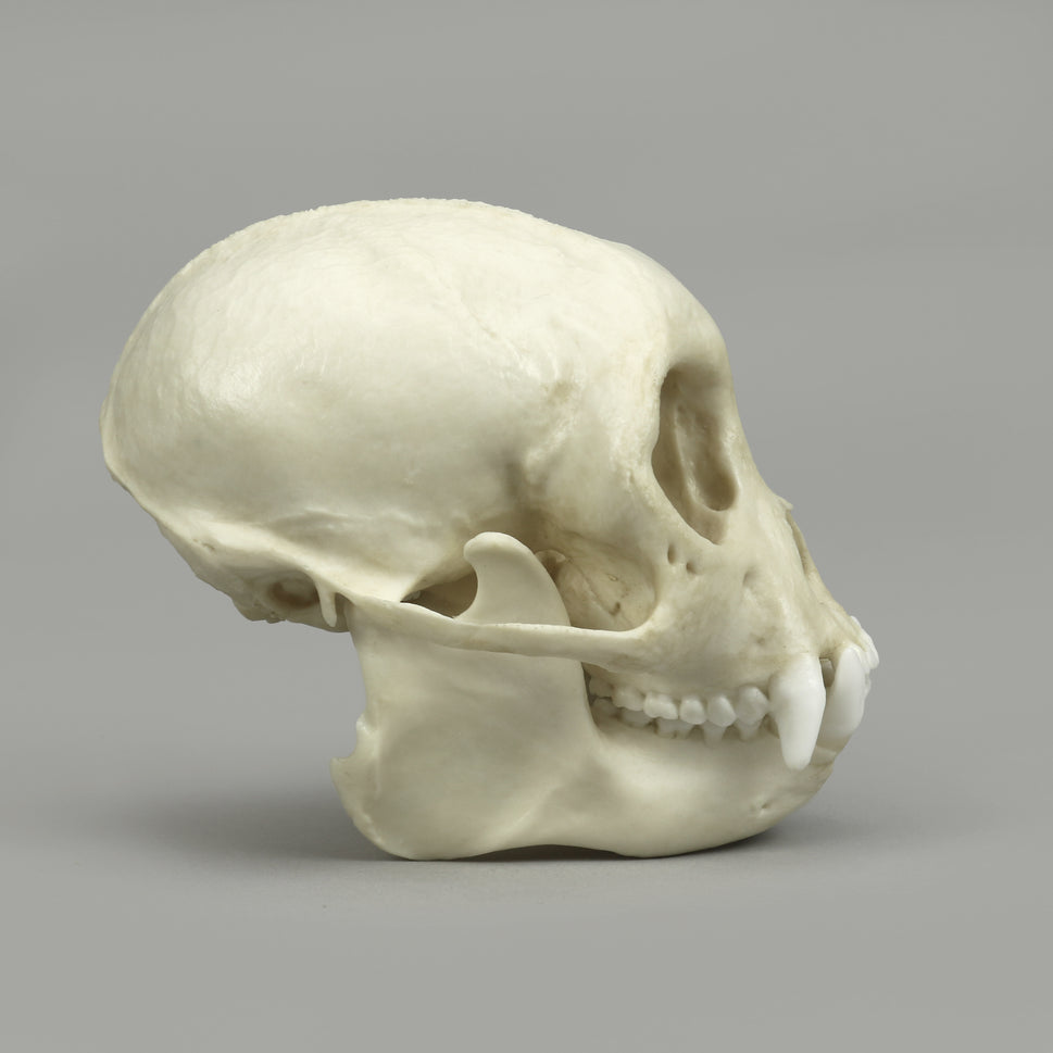 Bone Clones Lesser Primate Skulls