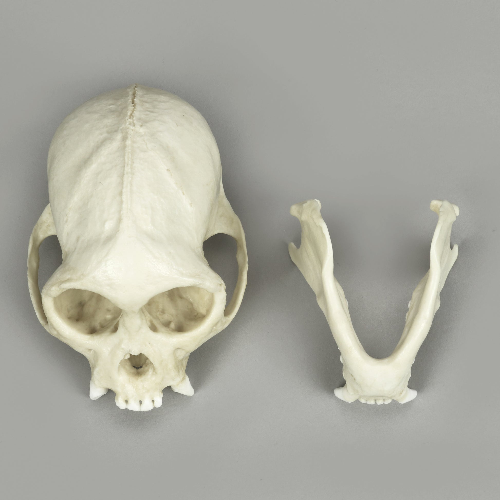 Bone Clones Lesser Primate Skulls