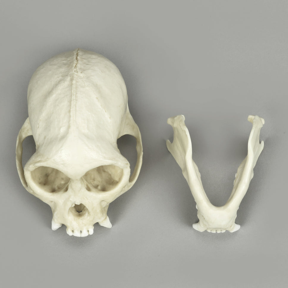 Bone Clones Lesser Primate Skulls