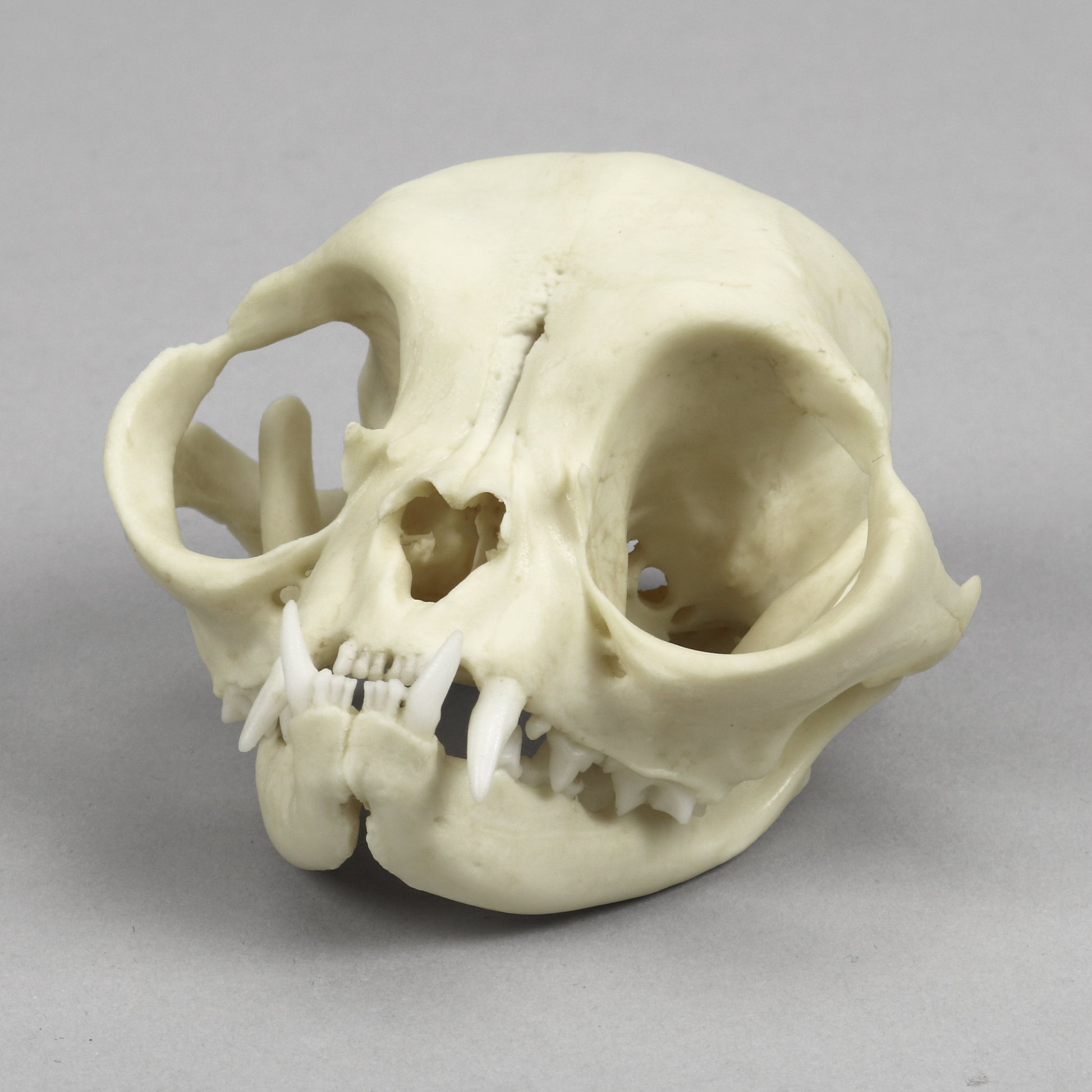 Bone Clones Small Mammal Skulls