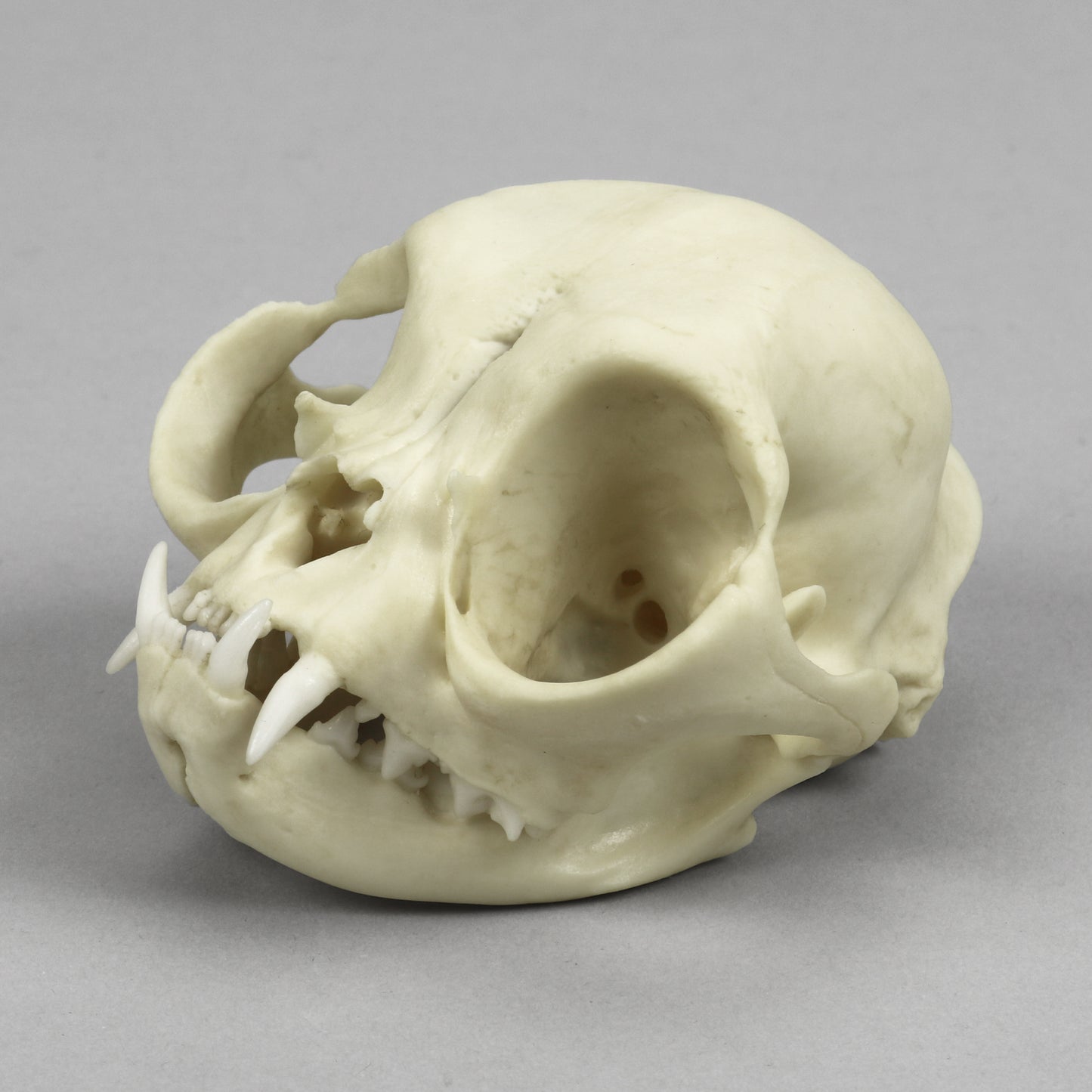 BC-366 Persian Cat Skull left