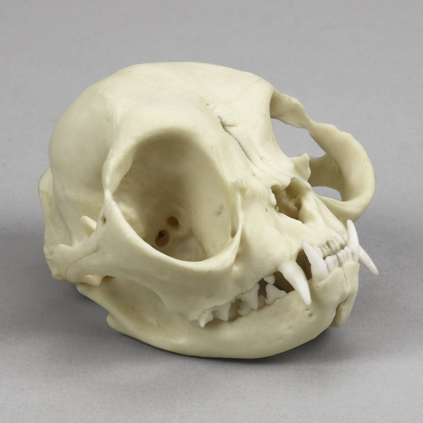 BC-366 Persian Cat Skull front right