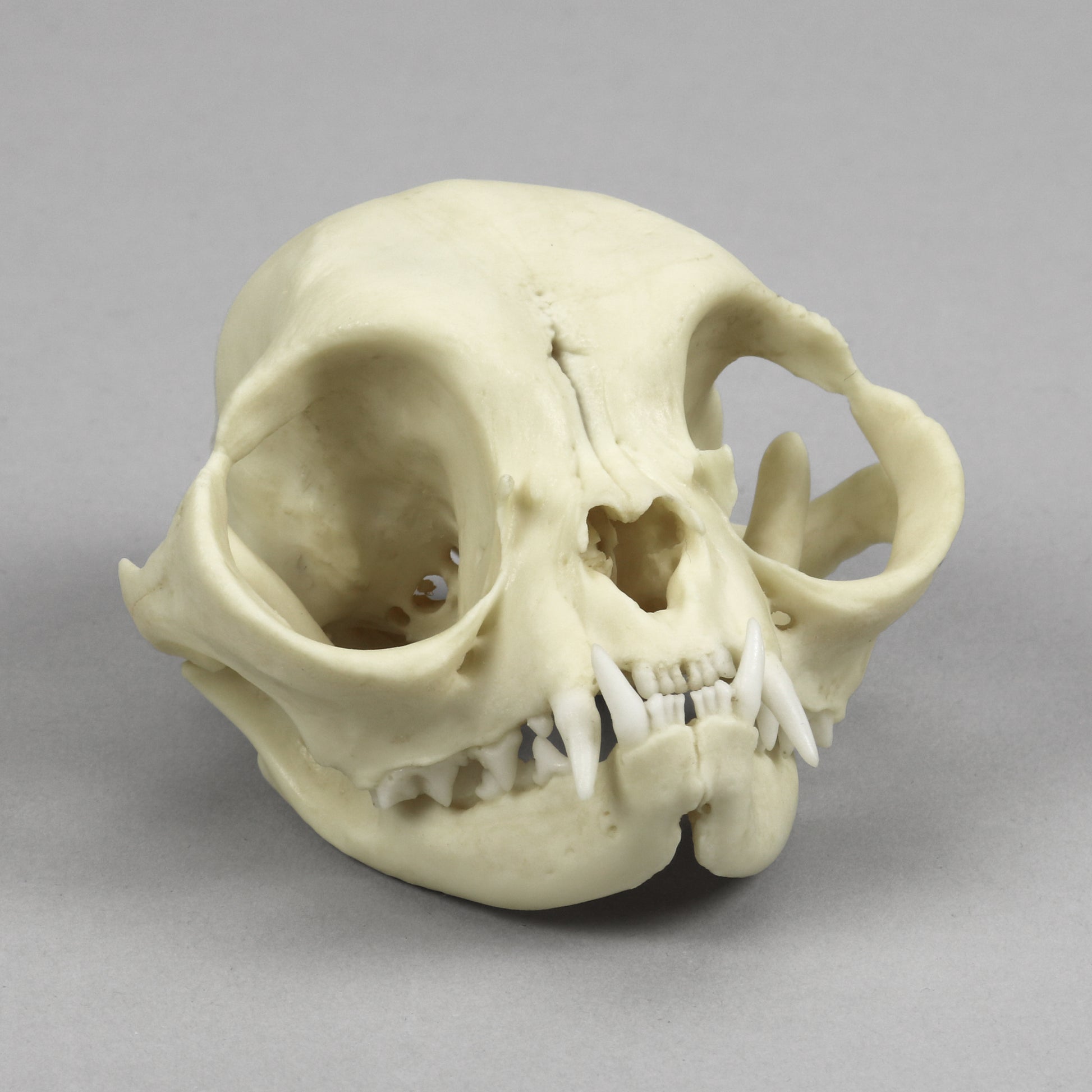 Bone Clones Small Mammal Skulls