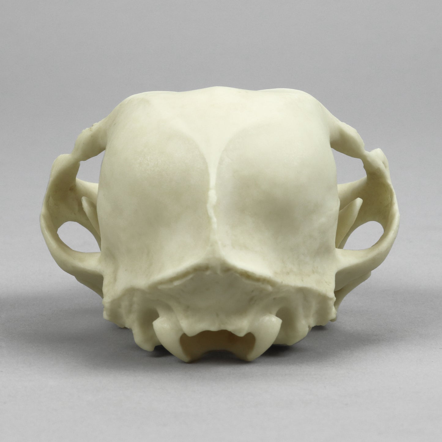 BC-366 Persian Cat Skull rear view