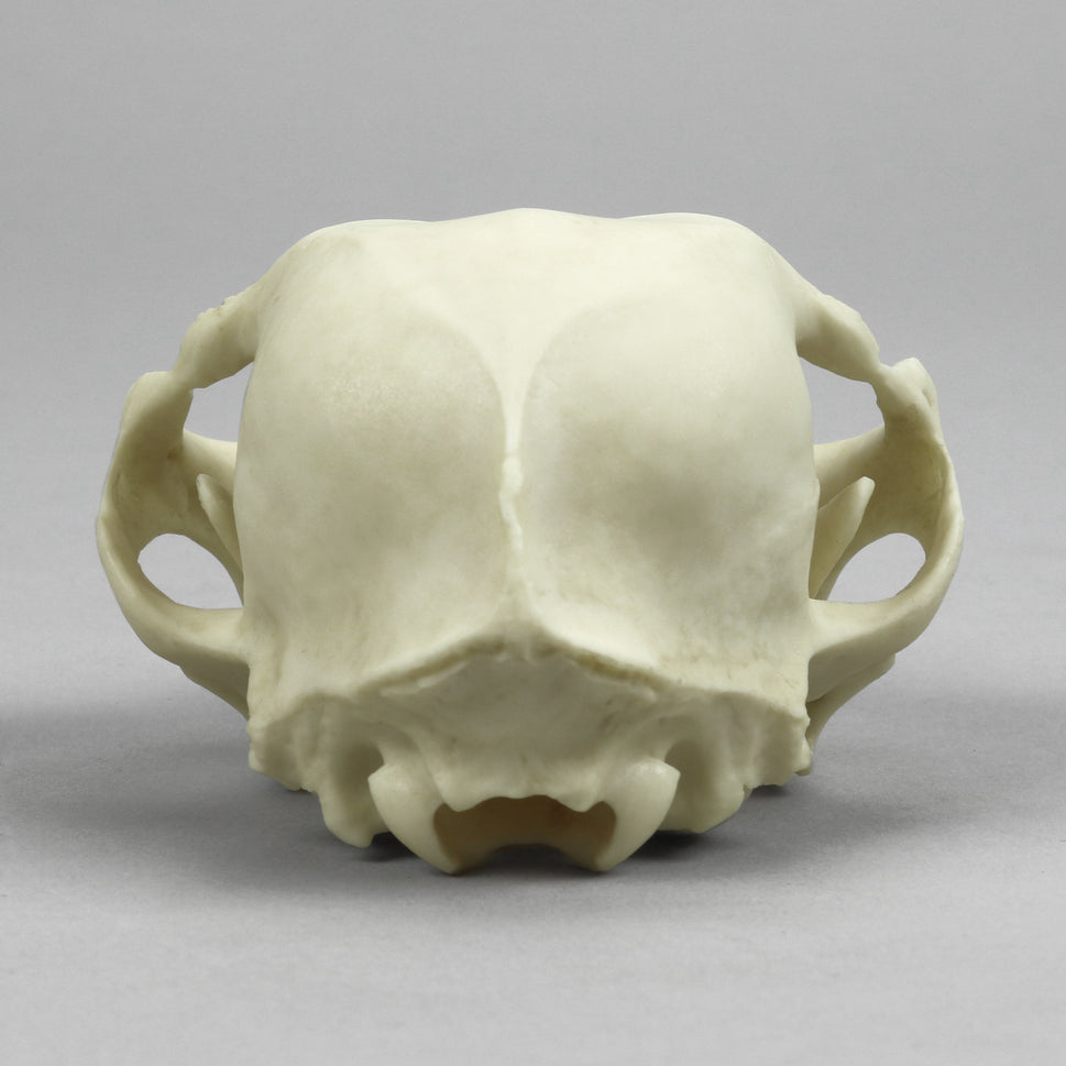 Bone Clones Small Mammal Skulls