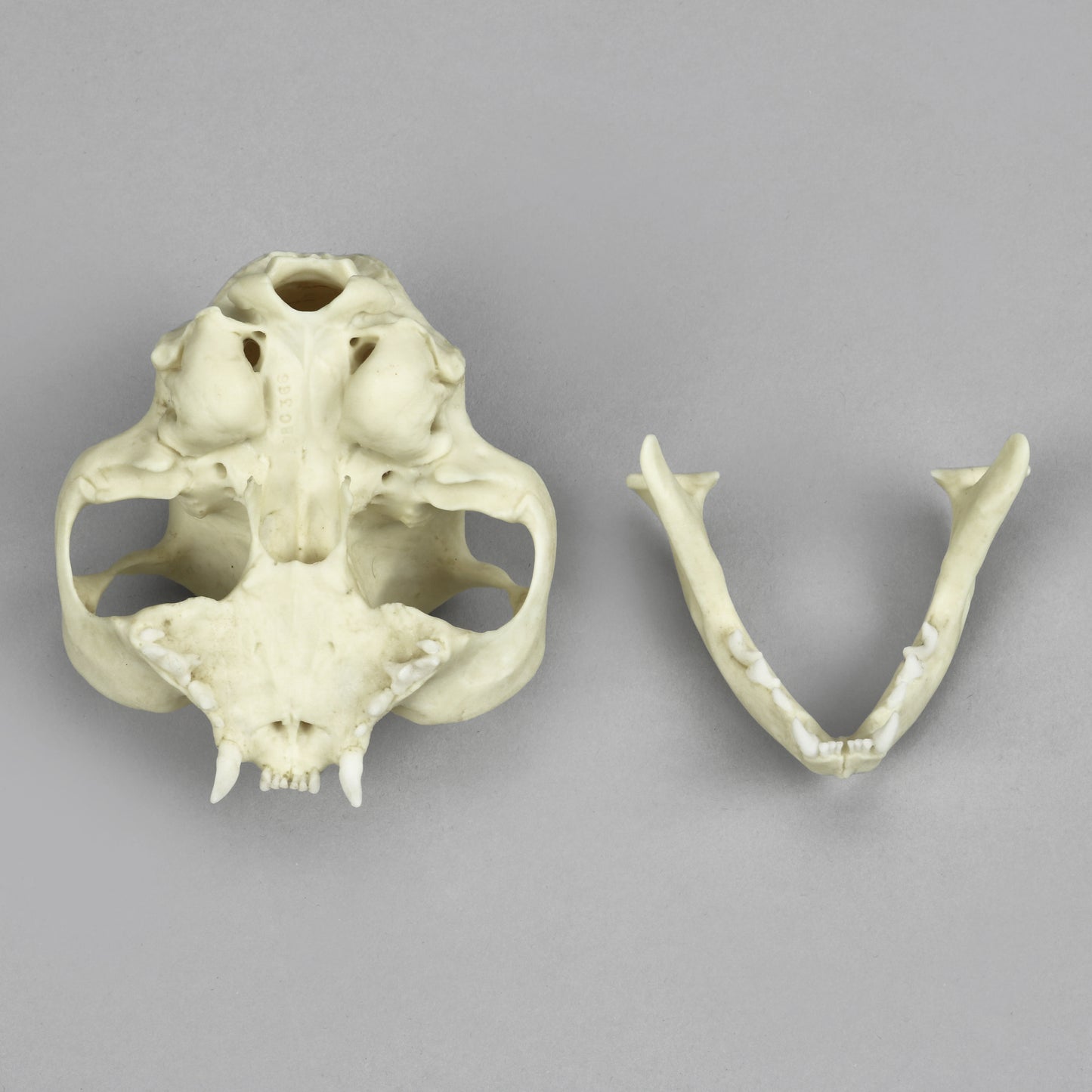 BC-366 Persian Cat Skull jaw and skull separate
