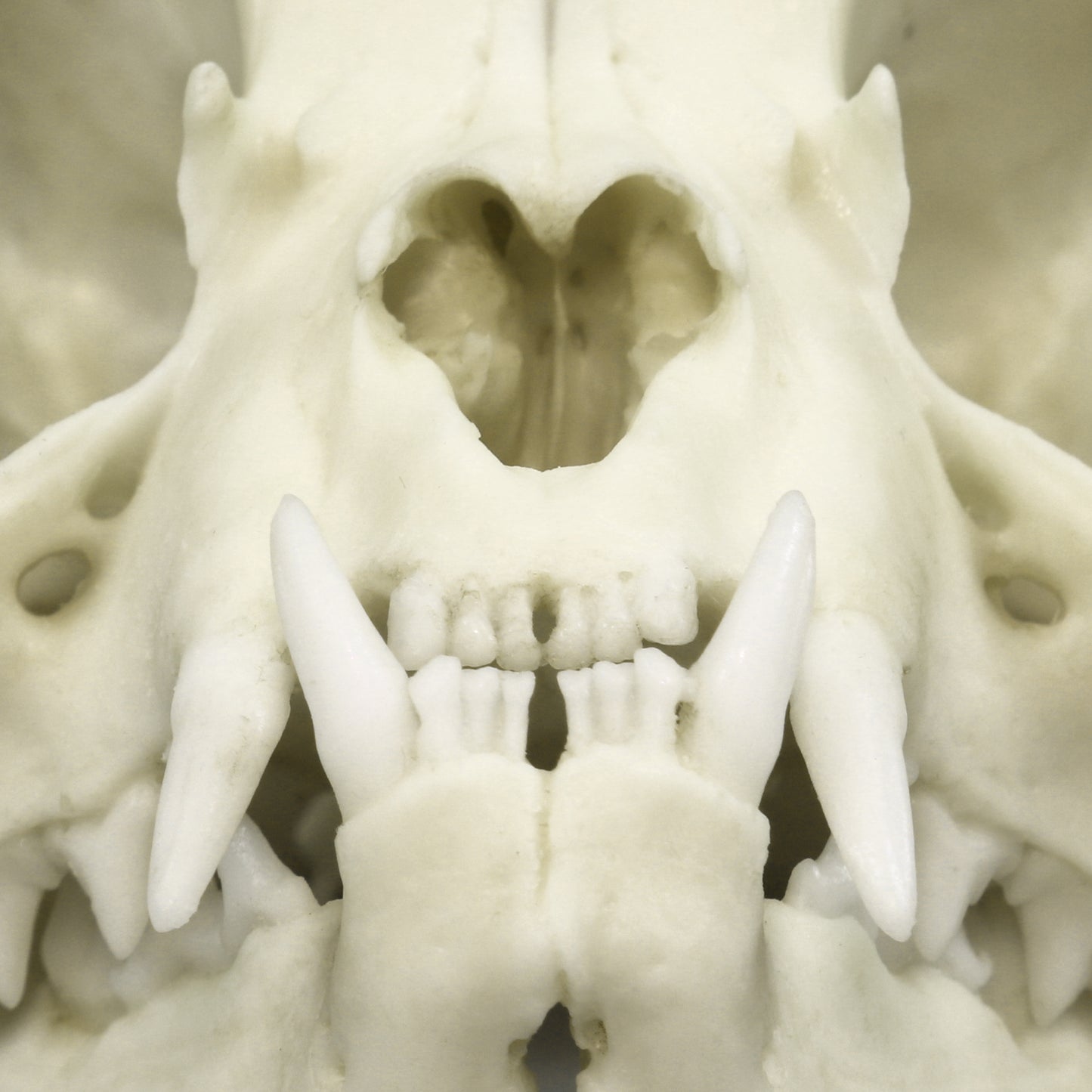 BC-366 Persian Cat Skull close up