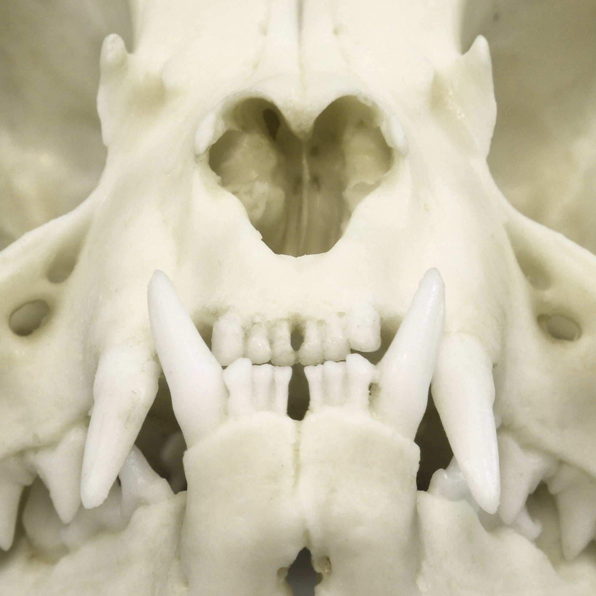 Bone Clones Small Mammal Skulls