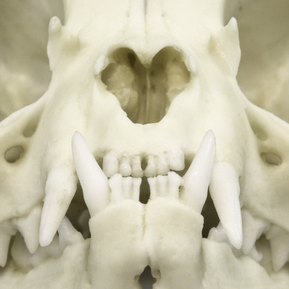 Bone Clones Small Mammal Skulls