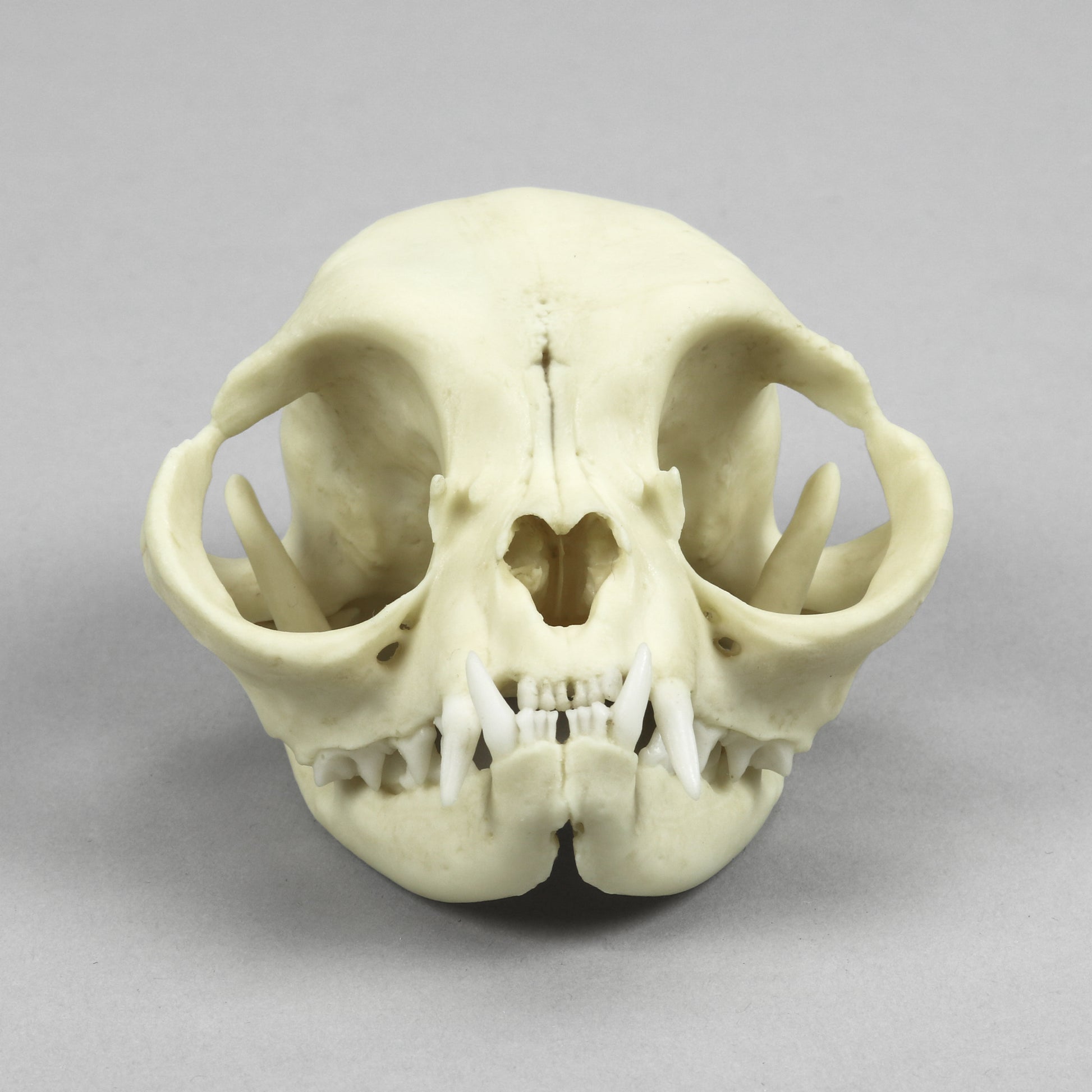 Bone Clones Small Mammal Skulls