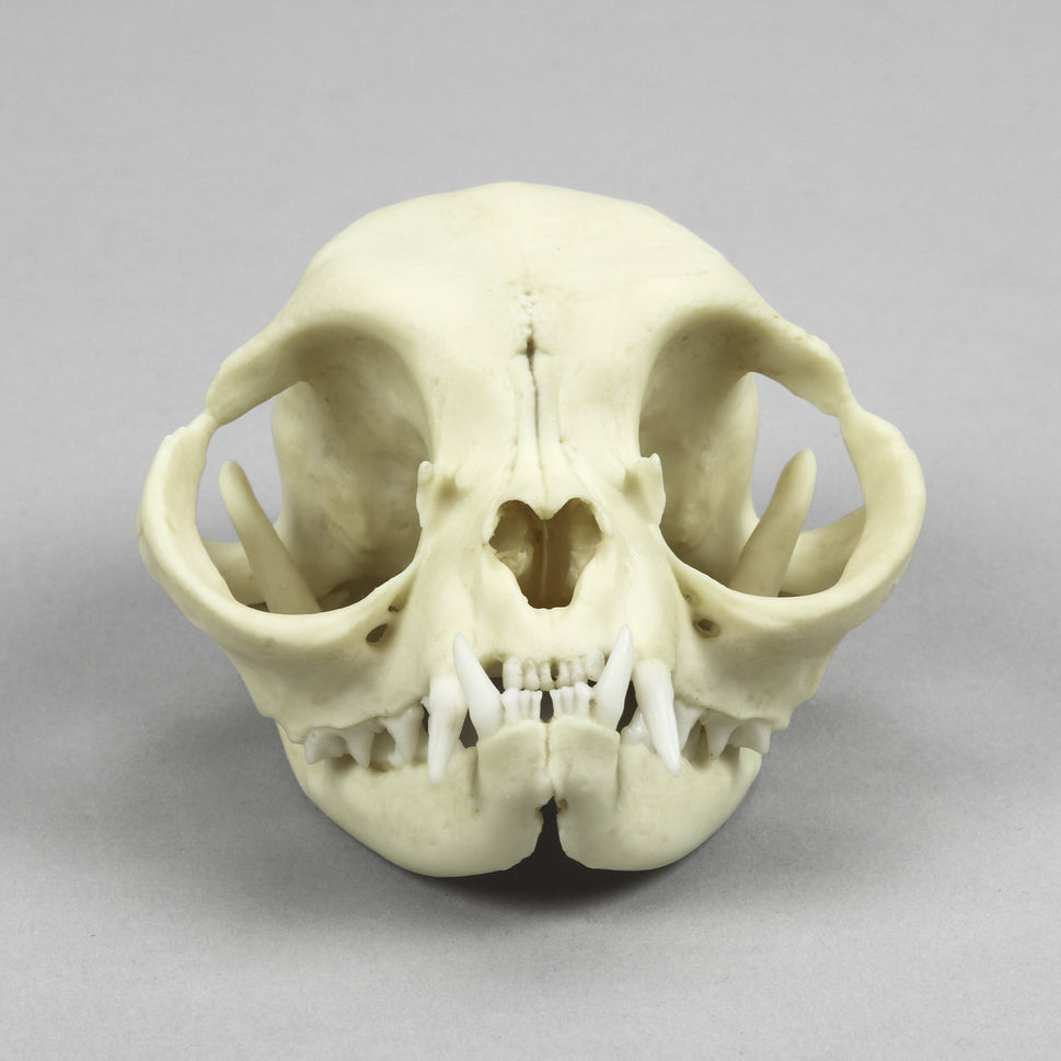 Bone Clones Small Mammal Skulls