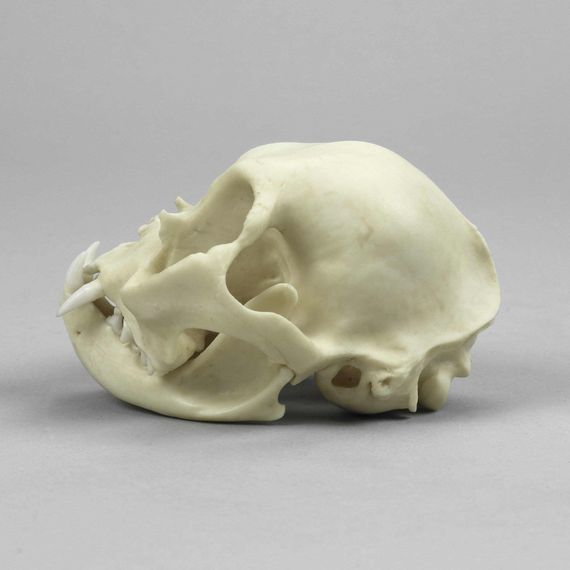 Bone Clones Small Mammal Skulls