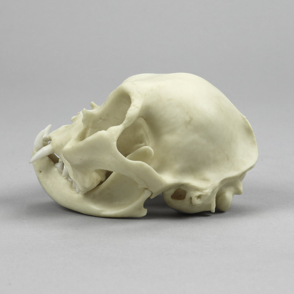 Bone Clones Small Mammal Skulls