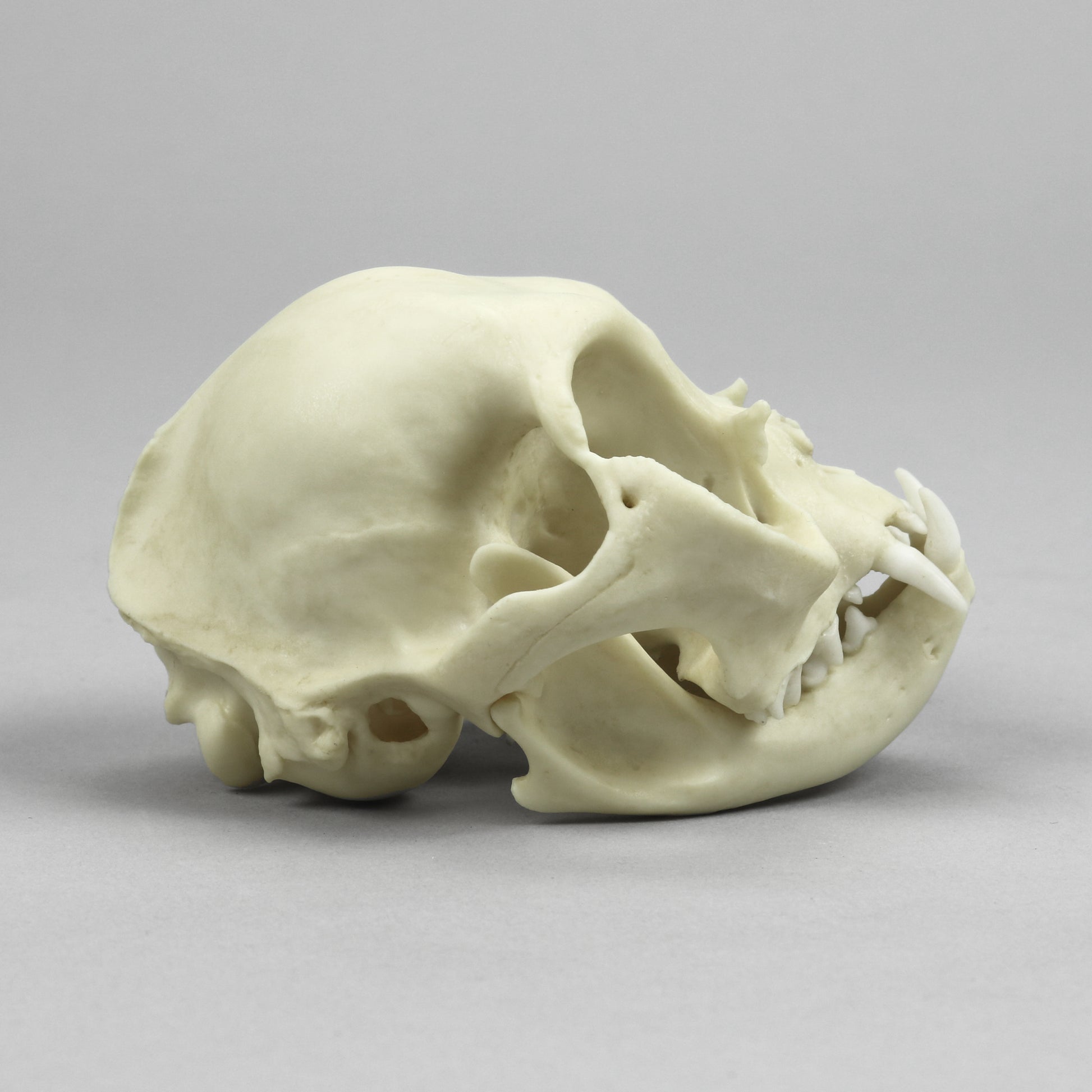 Bone Clones Small Mammal Skulls