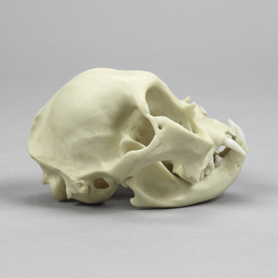 Bone Clones Small Mammal Skulls
