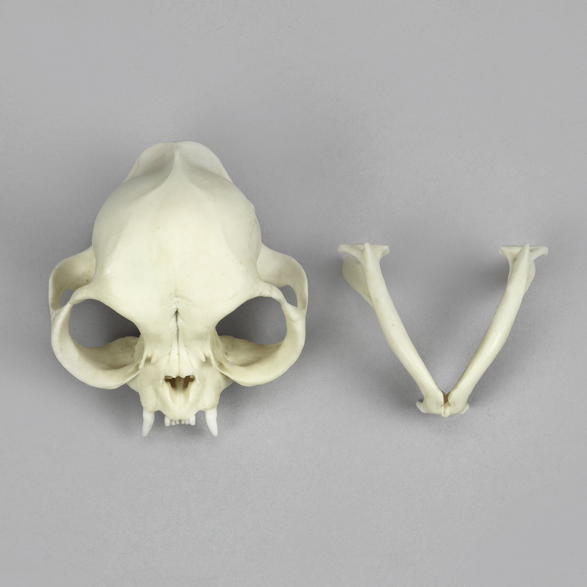 Bone Clones Small Mammal Skulls