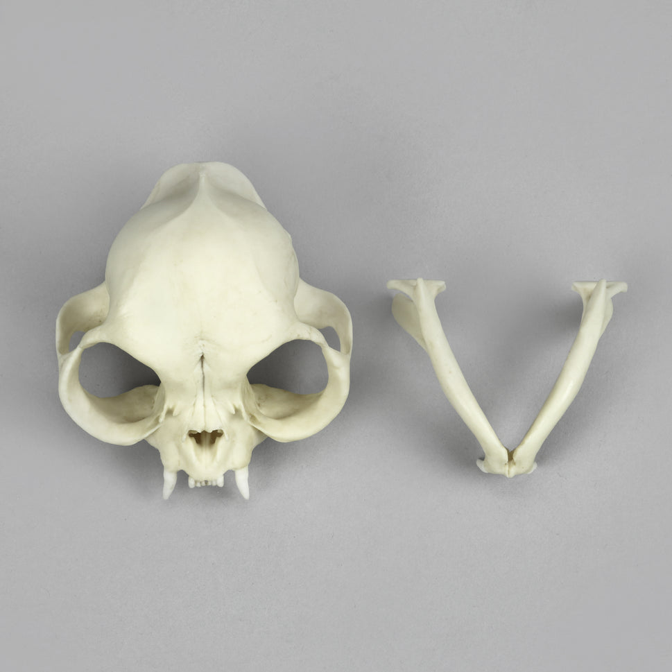 Bone Clones Small Mammal Skulls