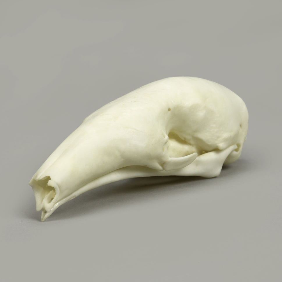 Bone Clones Large Mammal Skulls