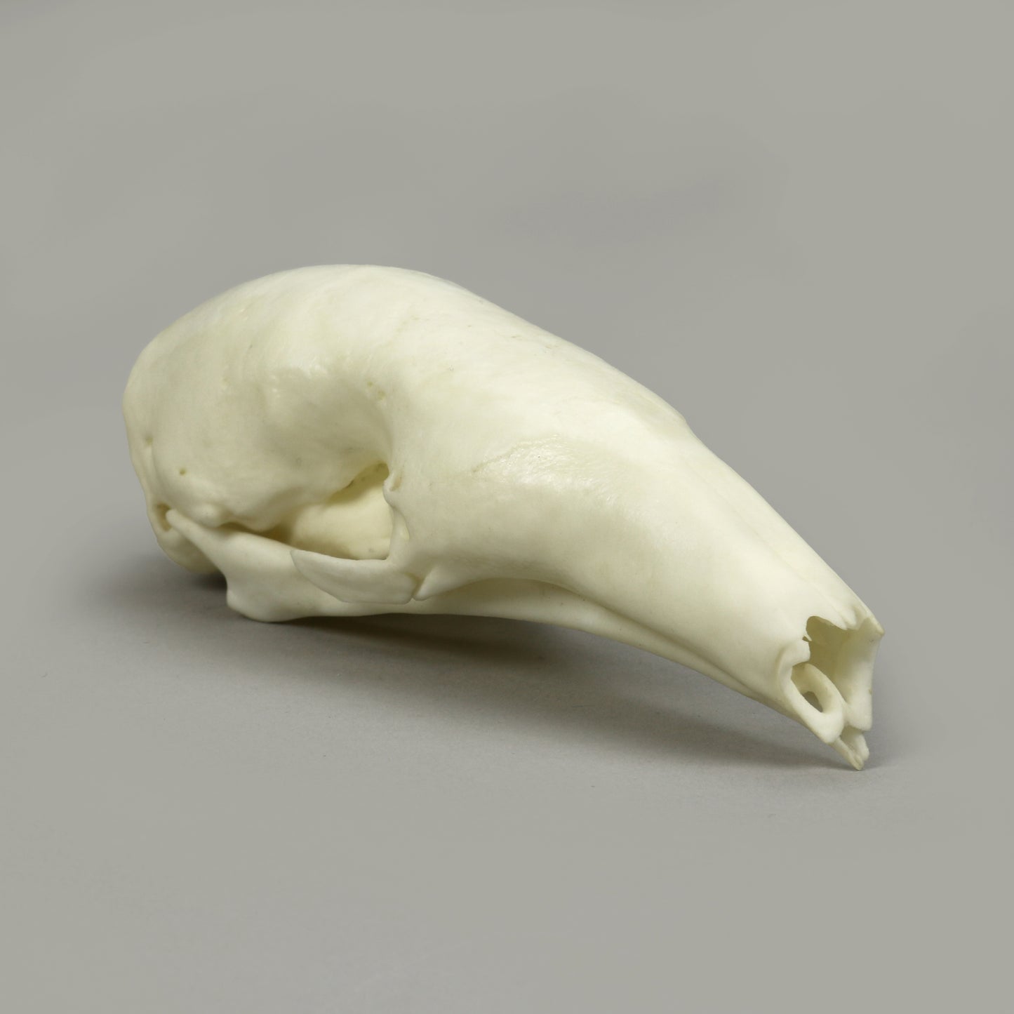 BC-367 Tamandua Skull right front
