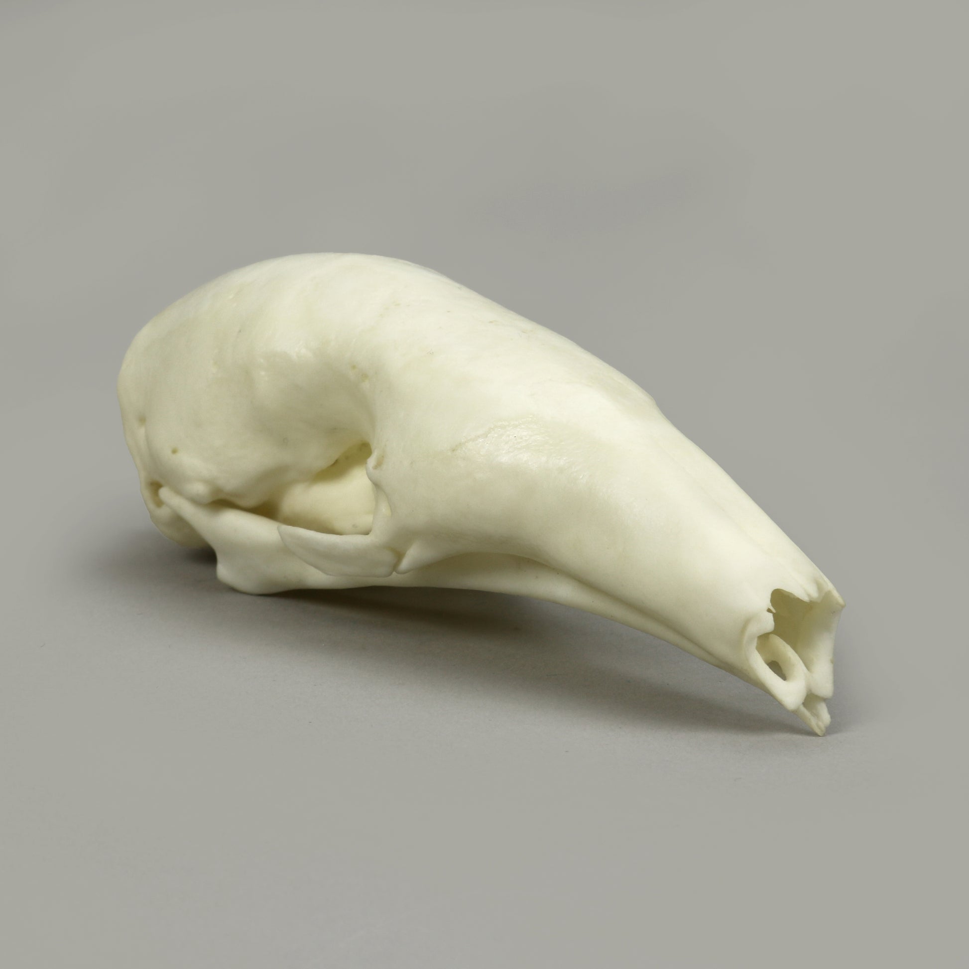 Bone Clones Large Mammal Skulls