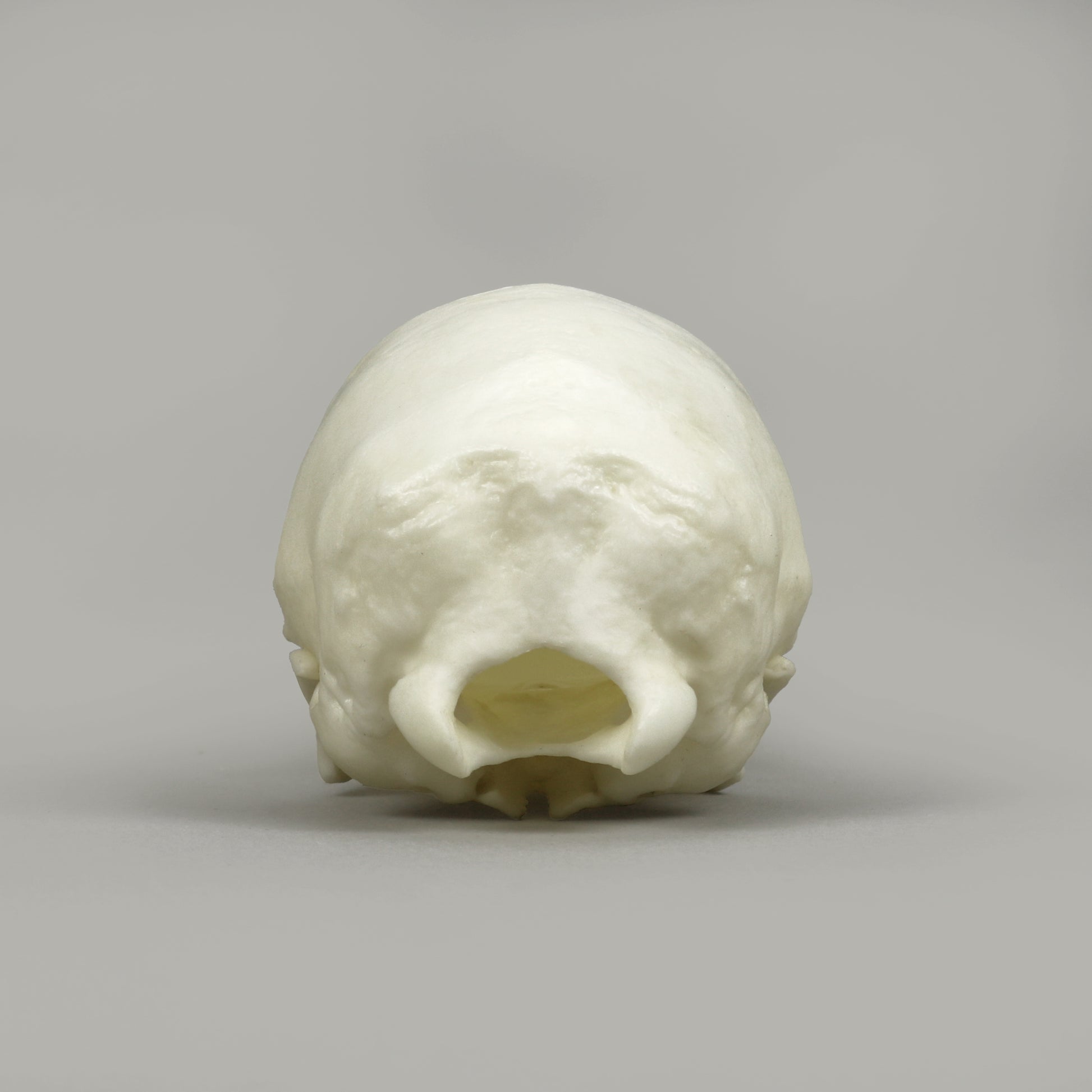 Bone Clones Large Mammal Skulls