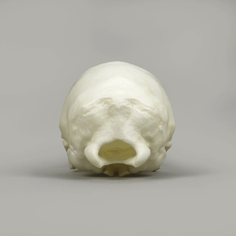 Bone Clones Large Mammal Skulls