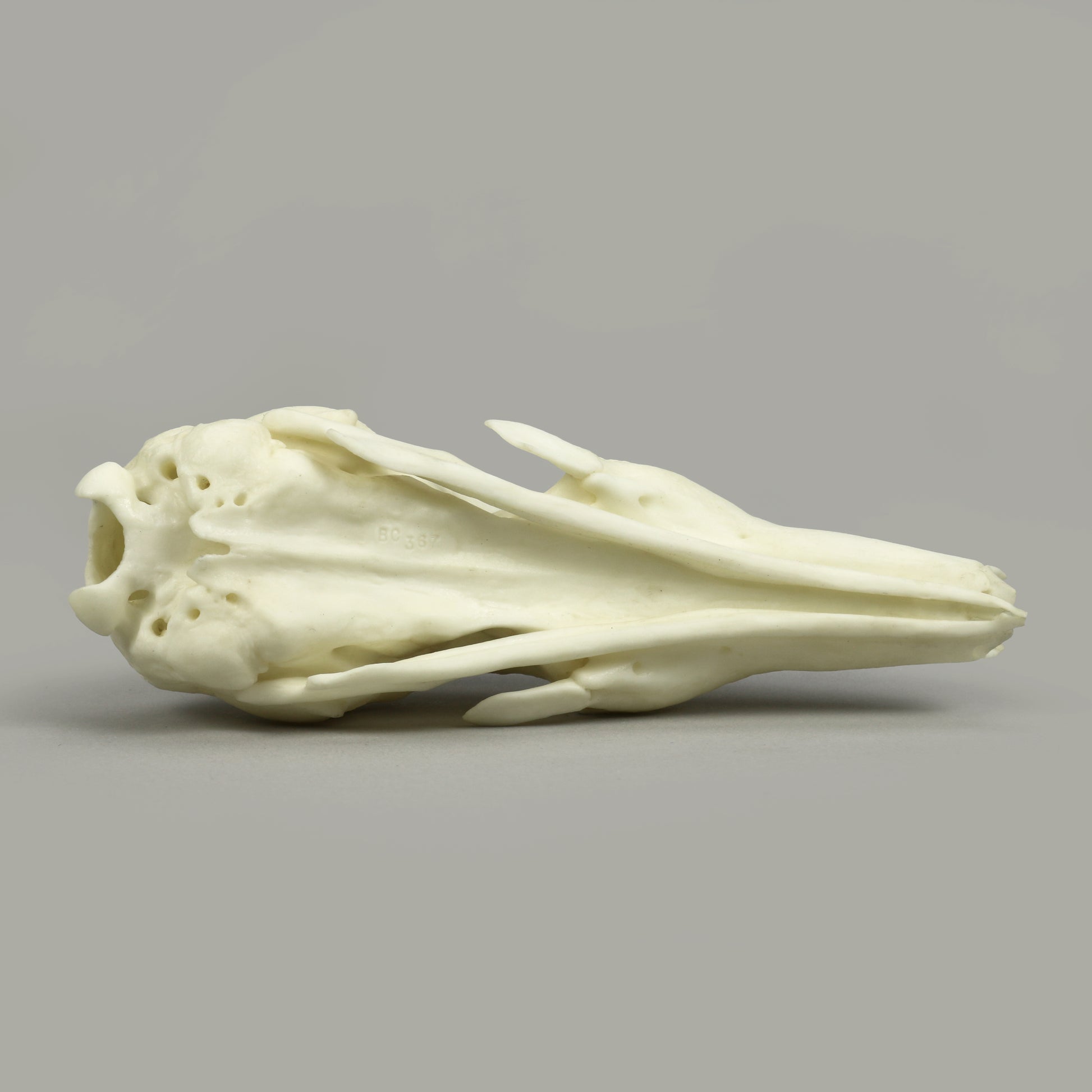 Bone Clones Large Mammal Skulls
