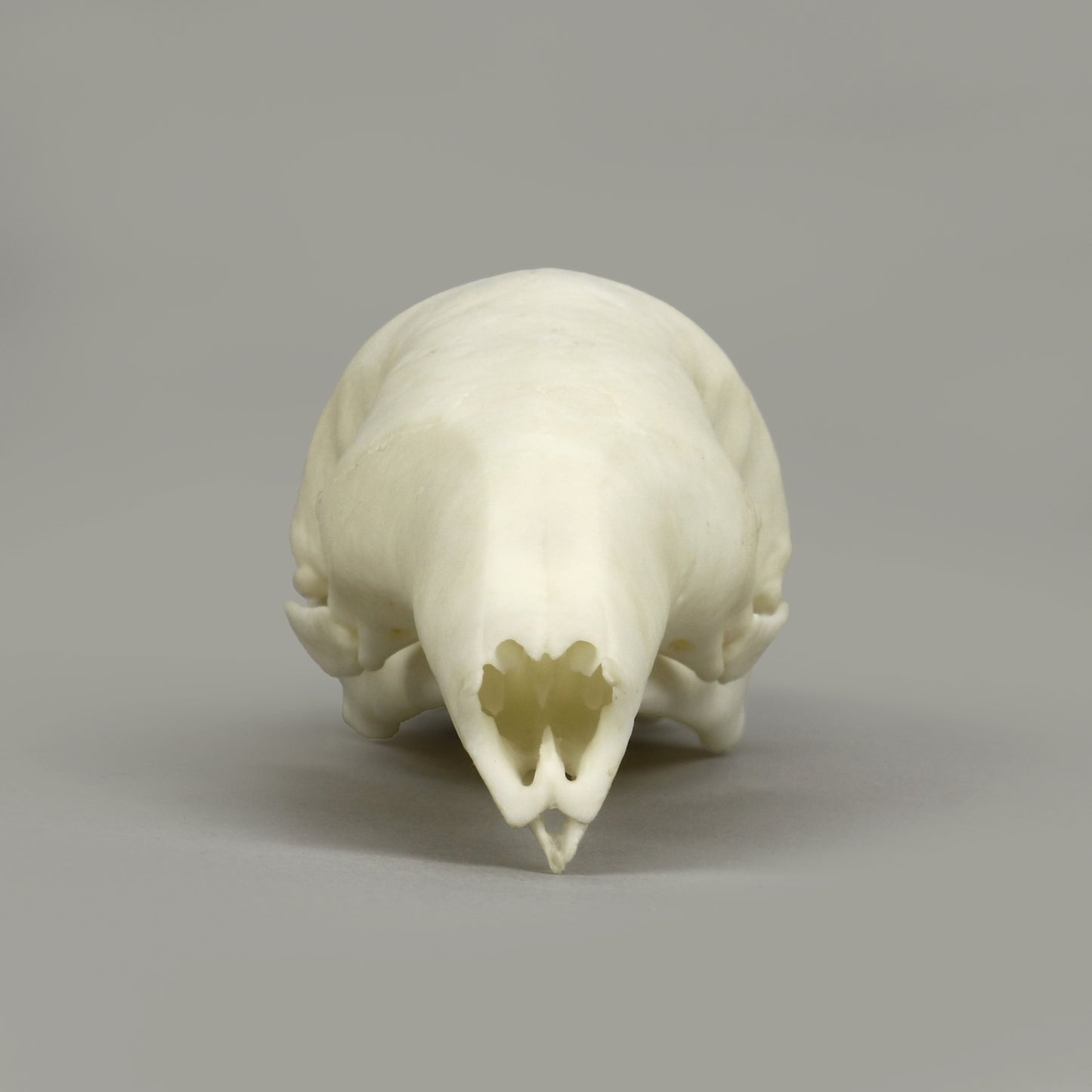 BC-367 Tamandua Skull Front