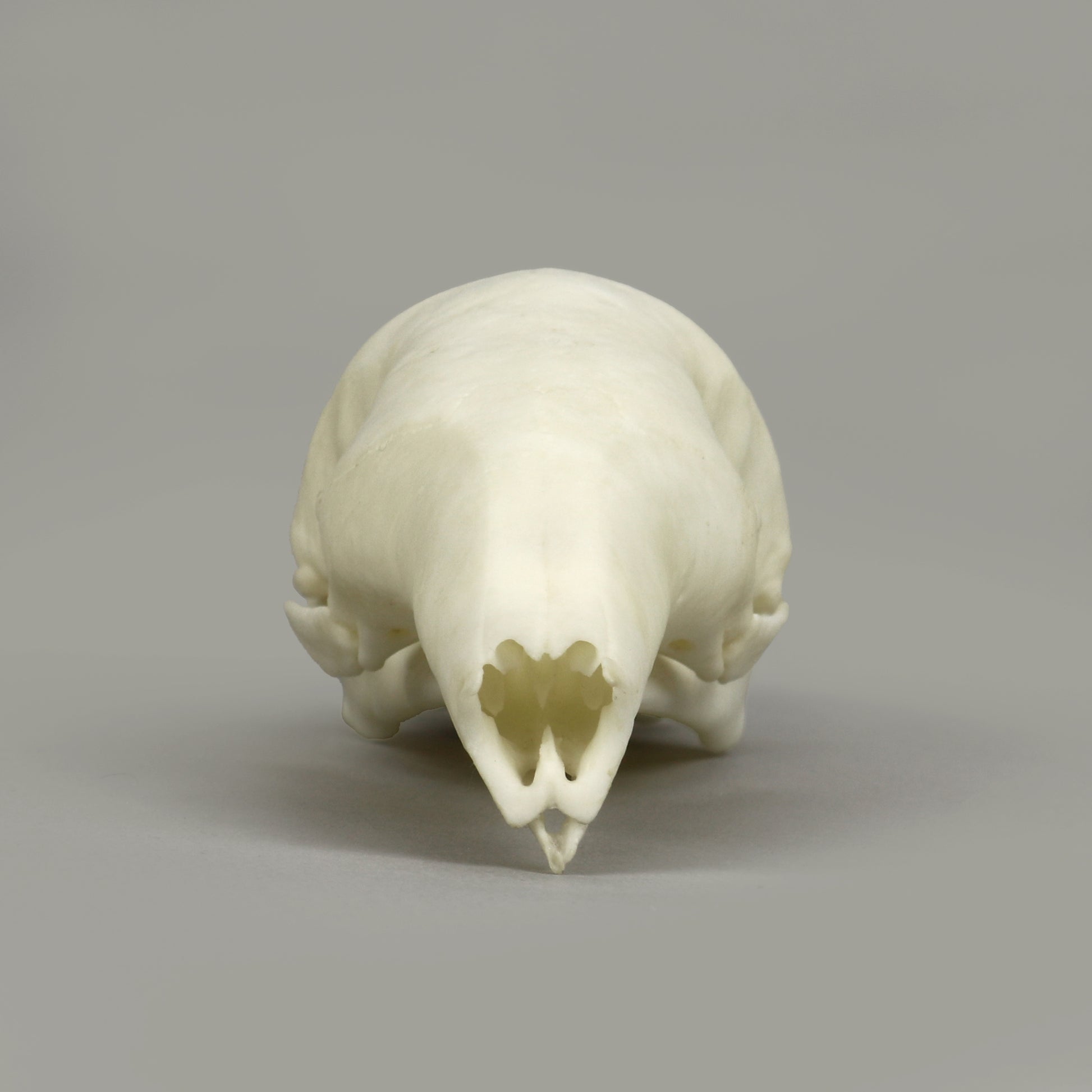 Bone Clones Large Mammal Skulls