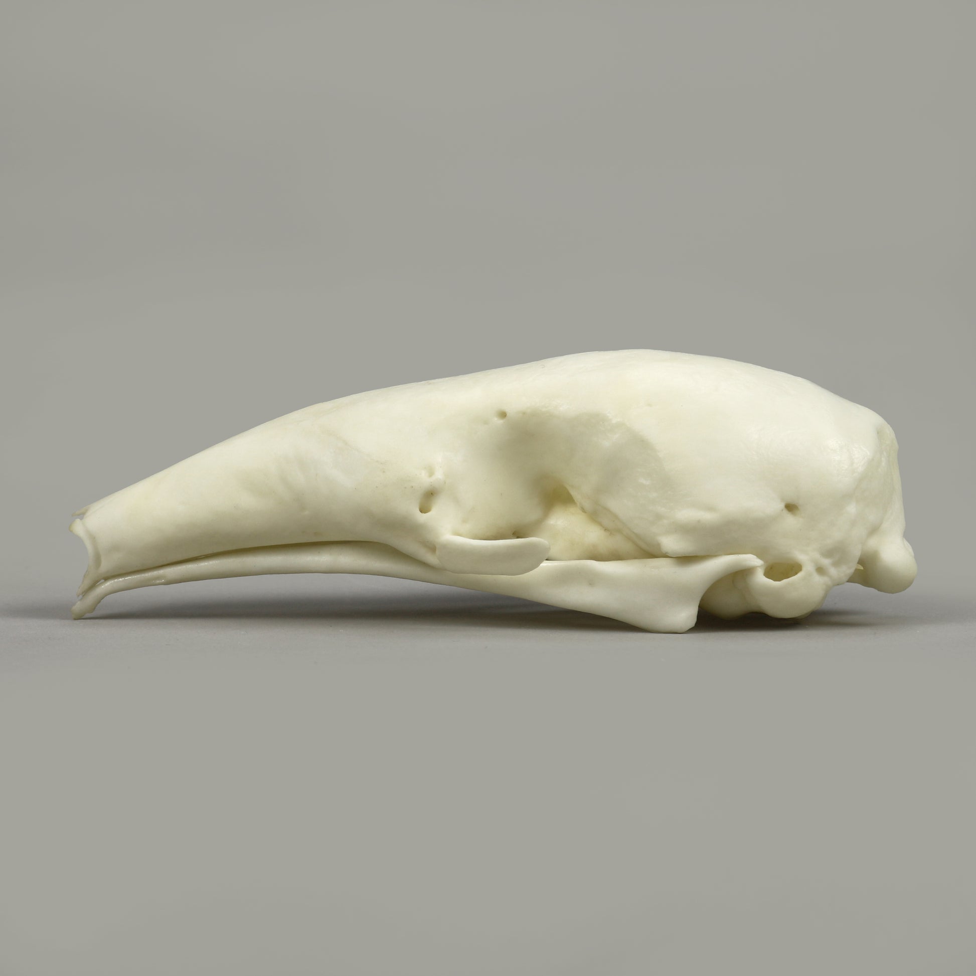 Bone Clones Large Mammal Skulls