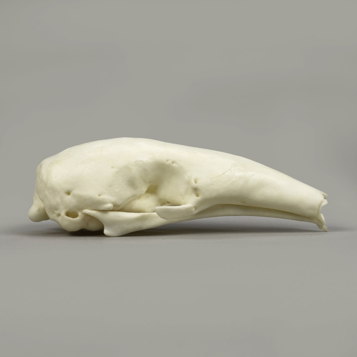 BC-367 Tamandua Skull right