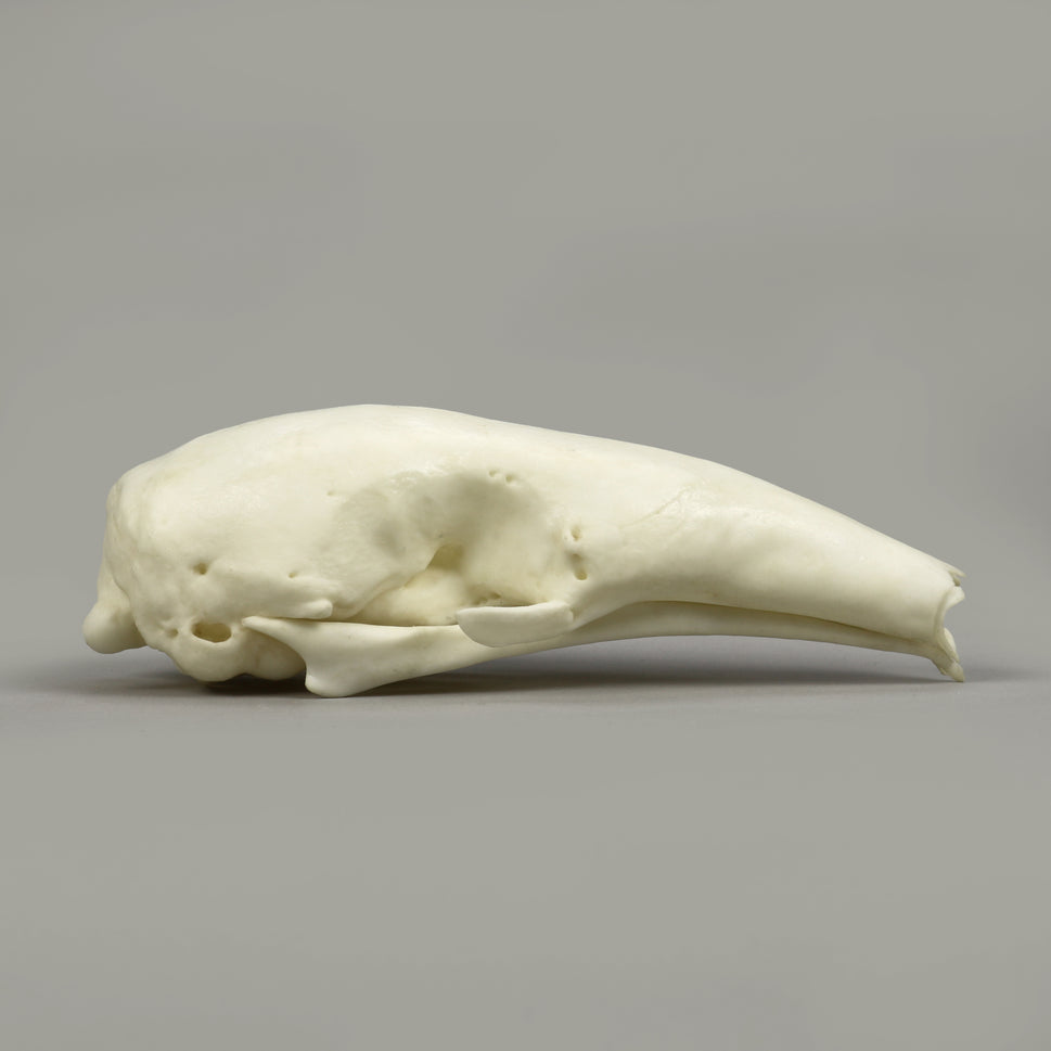 Bone Clones Large Mammal Skulls