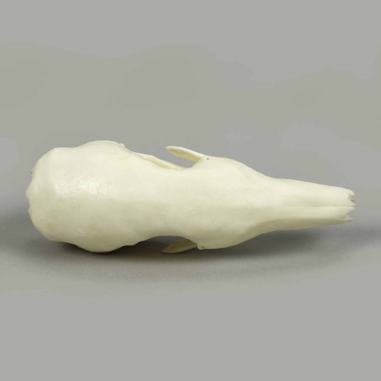 BC-367 Tamandua Skull top