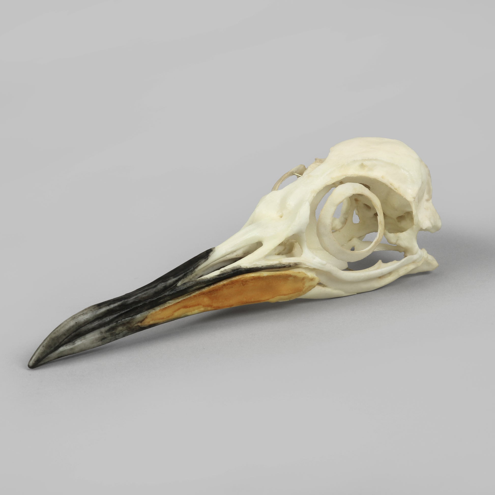 Bone Clones Bird Skulls