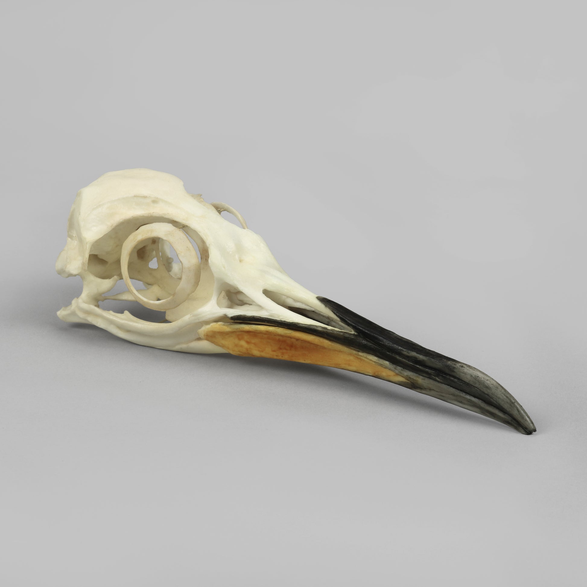 Bone Clones Bird Skulls
