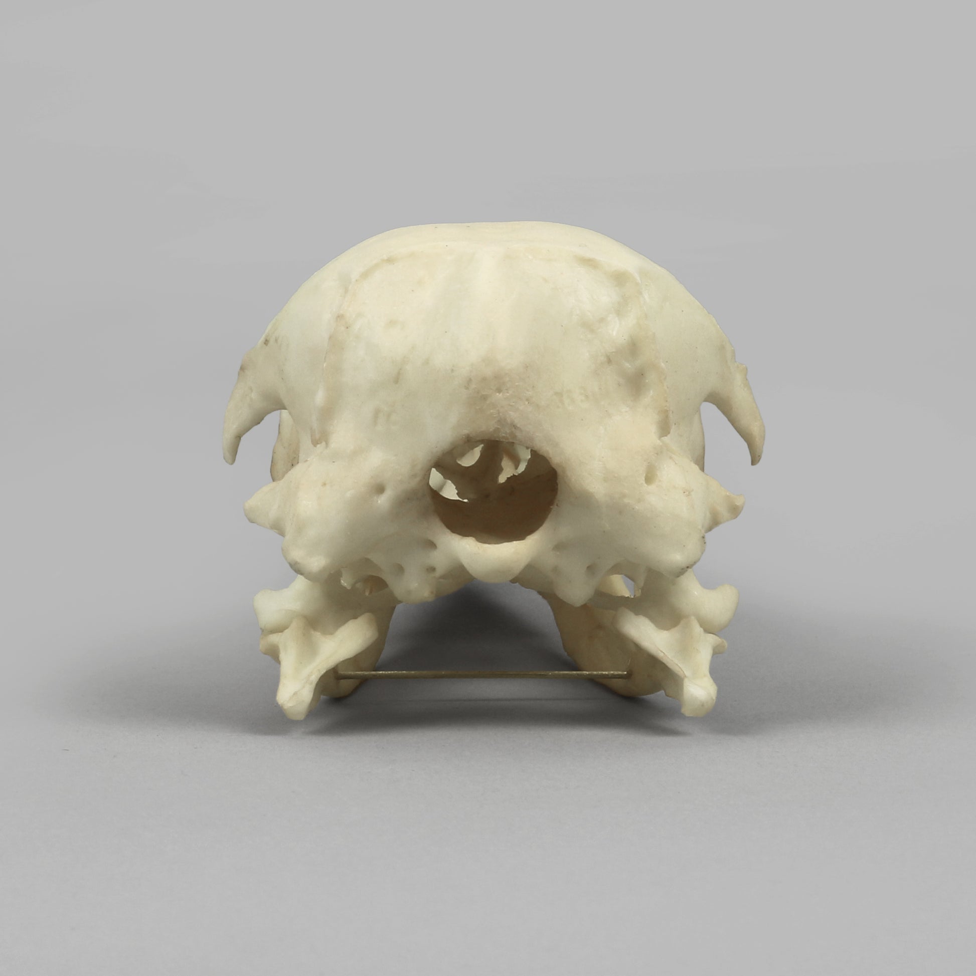 Bone Clones Bird Skulls