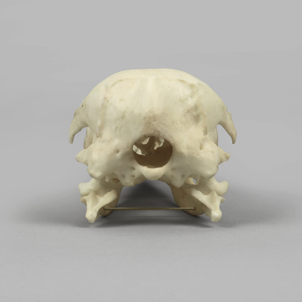 Bone Clones Bird Skulls