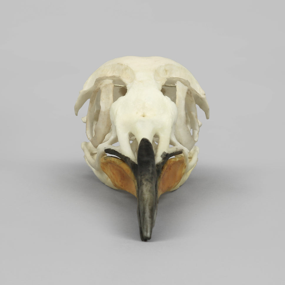 Bone Clones Bird Skulls