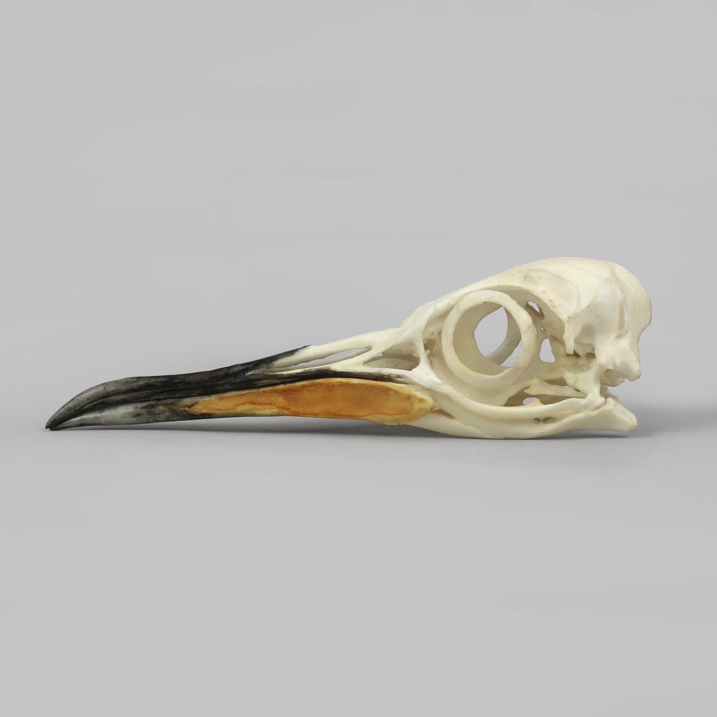 BC-368 King Penguin Skull left side