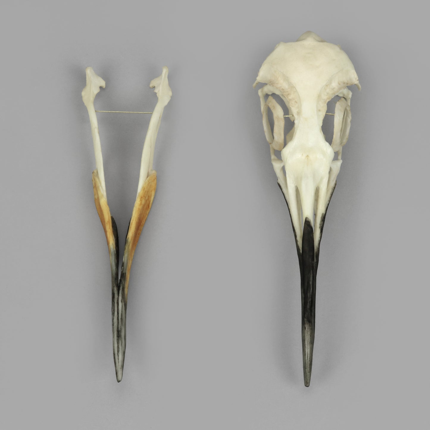 BC-368 King Penguin Skull jaw separate top view