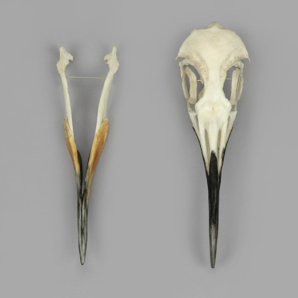 Bone Clones Bird Skulls