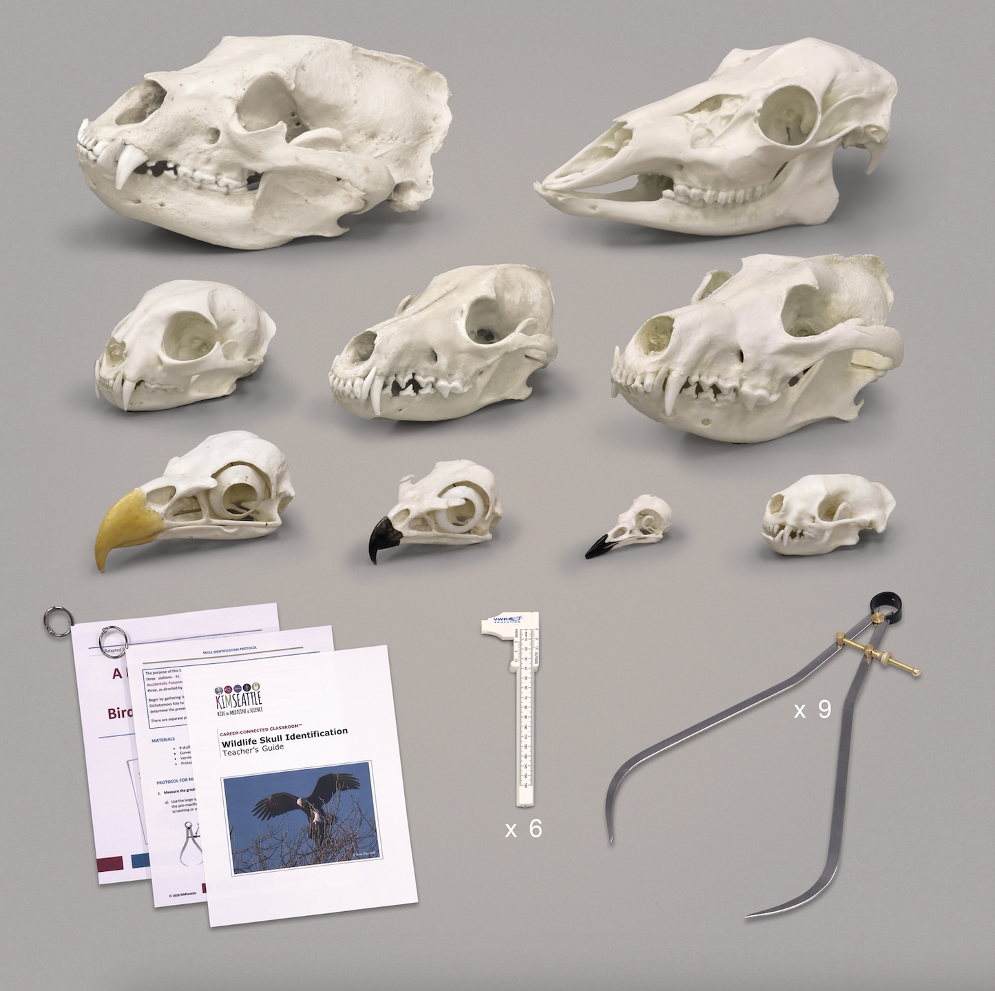 BC-KIM-10 Wildlife Skull Identification