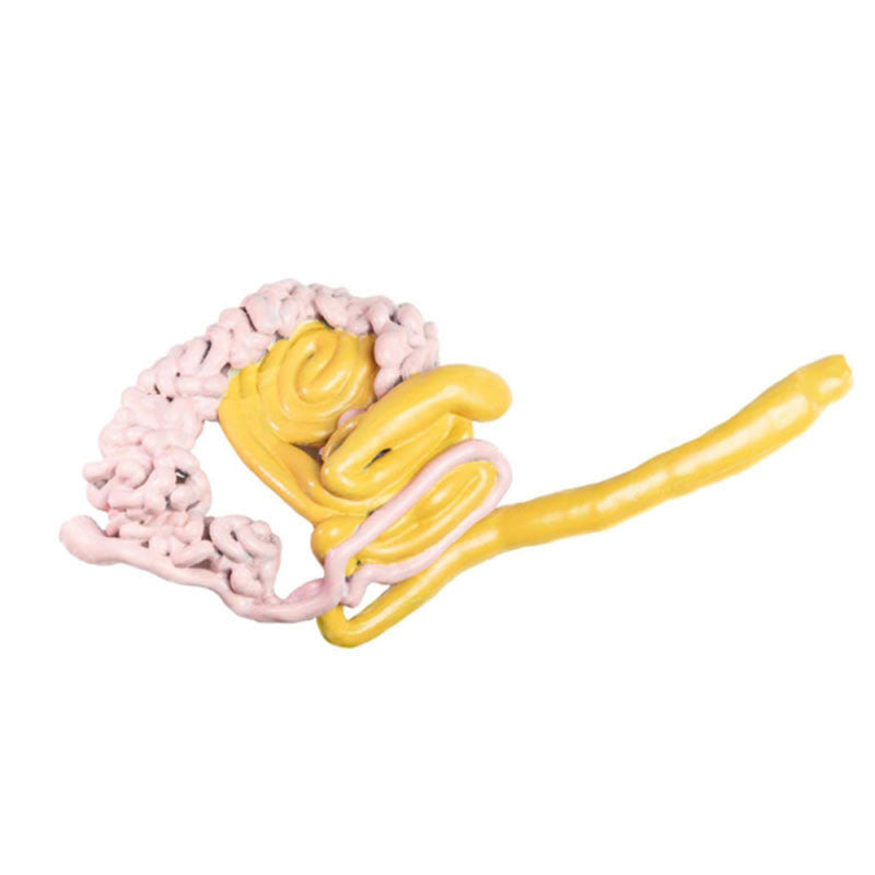 Bovine Intestine Removeable Part - Erler Zimmer Cow Model
