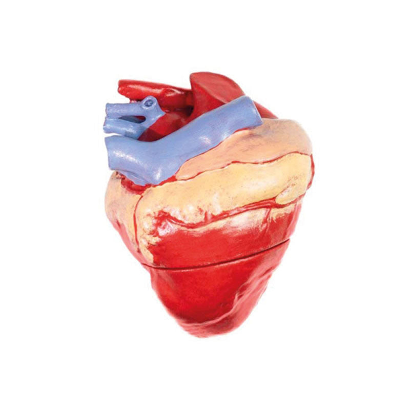 Bovine Heart Model Insert