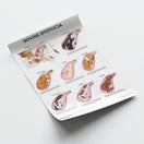Switch Bovine Dystocia Chart / Poster 3 image