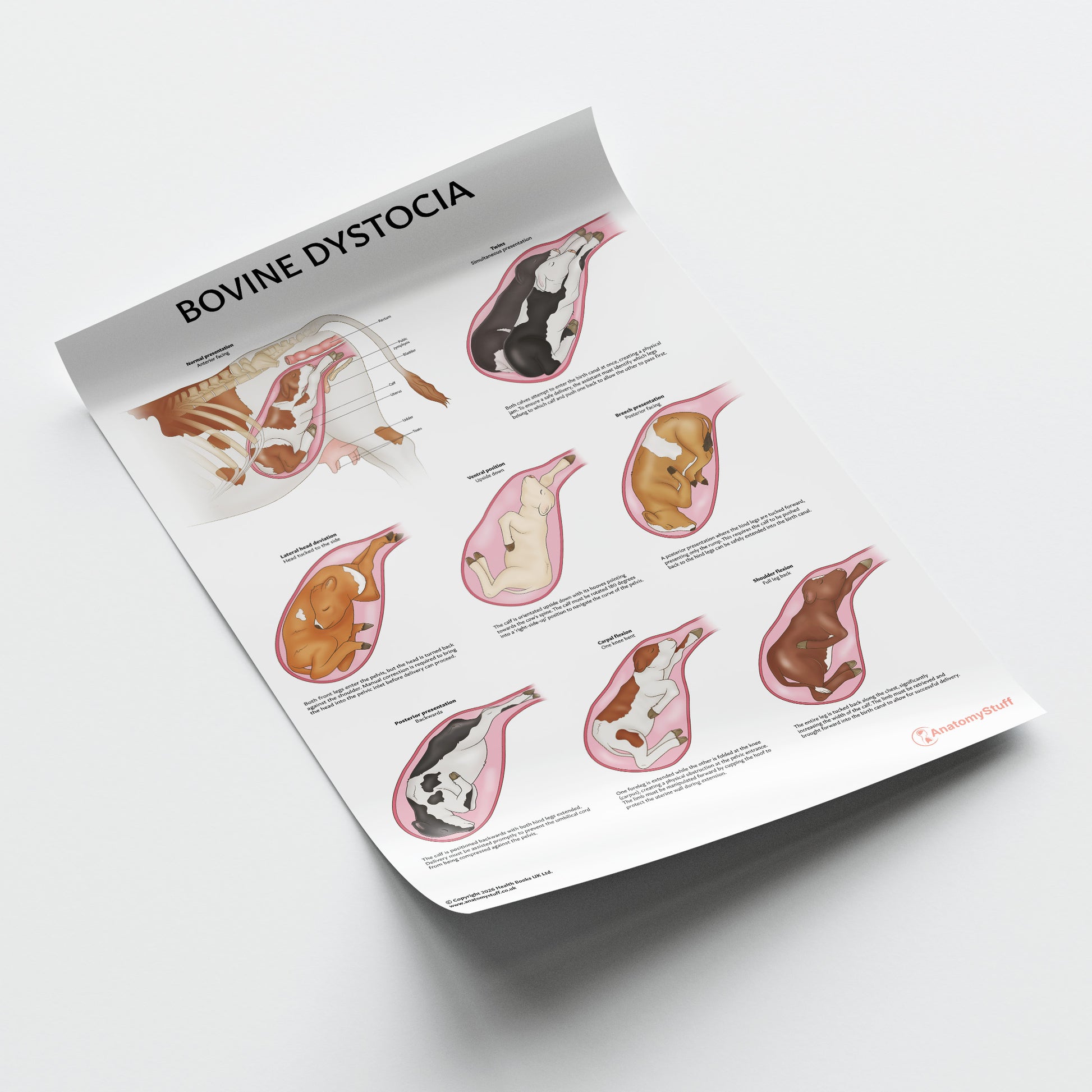 Bovine Dystocia Chart / Poster