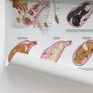 Switch Bovine Dystocia Chart / Poster 2 image
